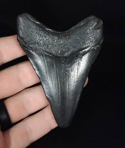 Authentic, 3.38" Fossil Megalodon Tooth - South Carolina