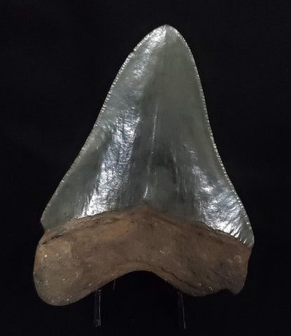 Authentic, 3.44" Fossil Megalodon Tooth - South Carolina