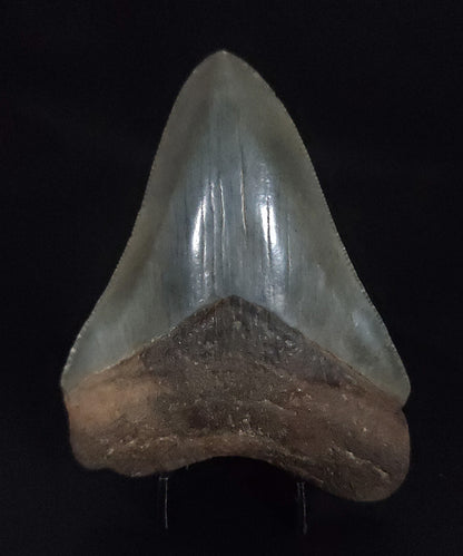 Authentic, 3.44" Fossil Megalodon Tooth - South Carolina