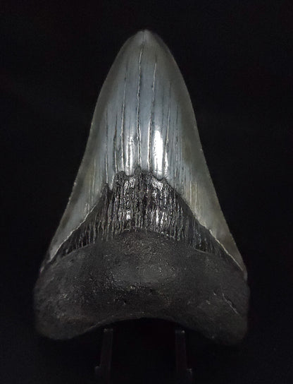 Authentic, 3.73" Fossil Megalodon Tooth - South Carolina