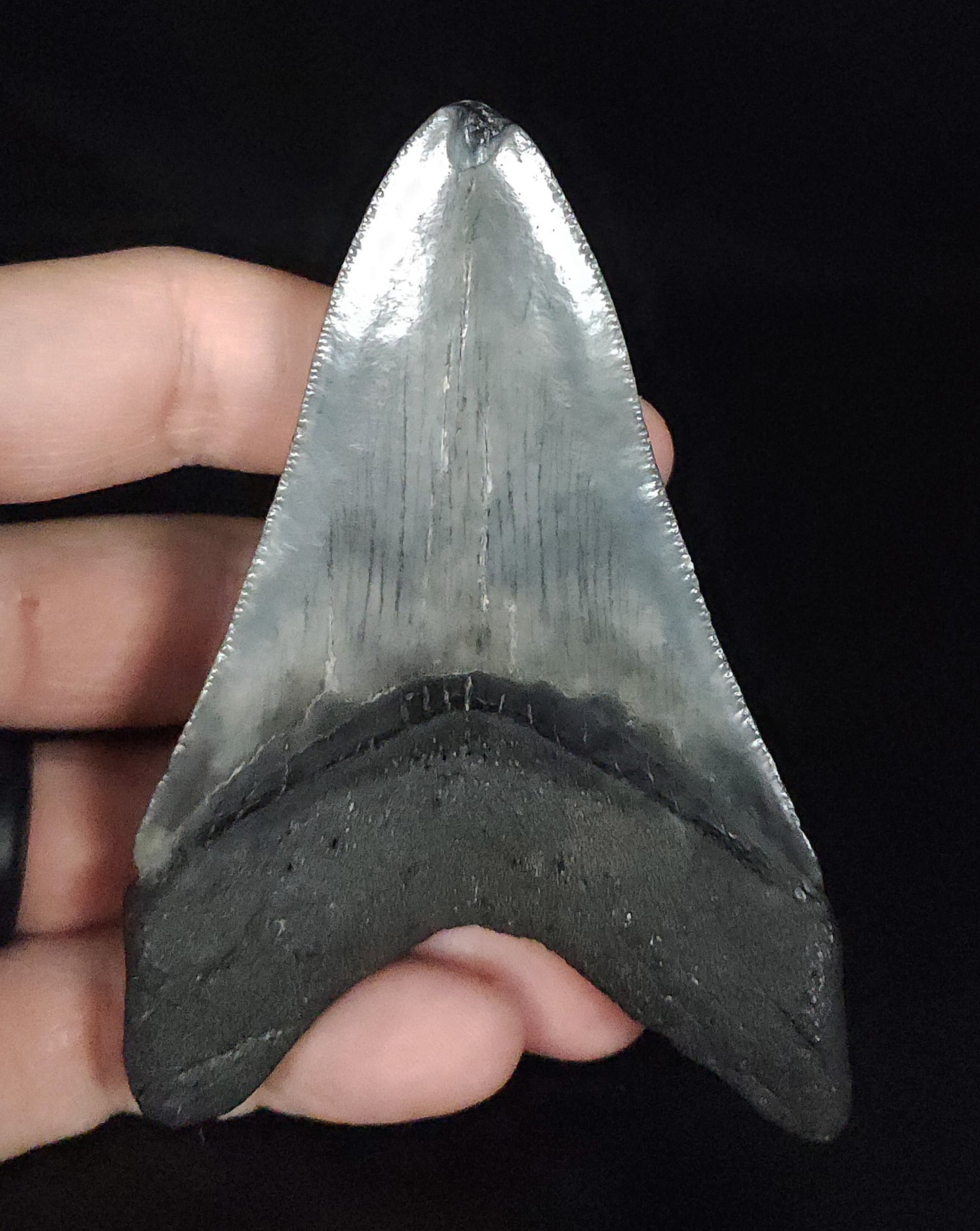 Authentic, 3.73" Fossil Megalodon Tooth - South Carolina