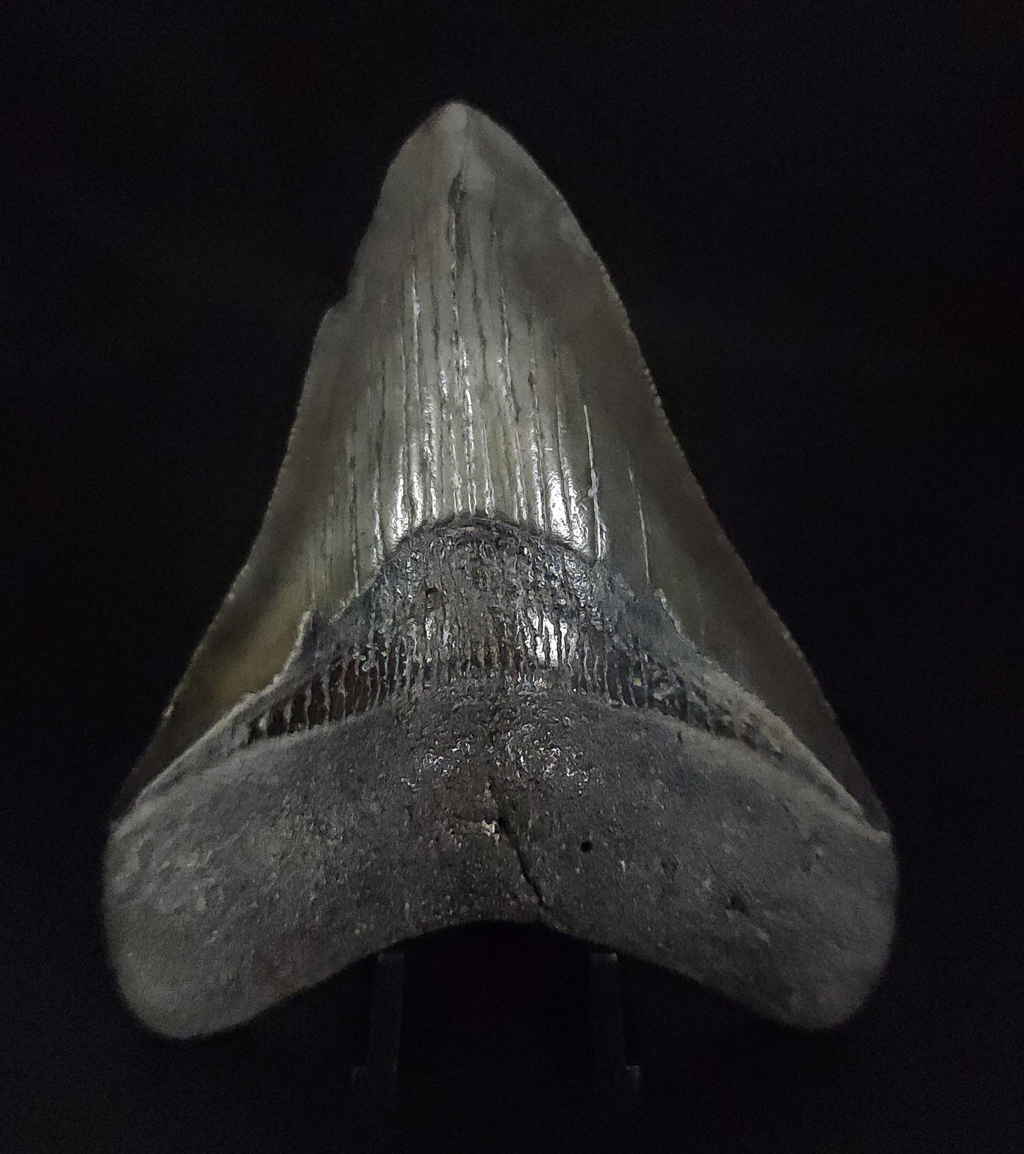 Authentic, 3.88" Fossil Megalodon Tooth - South Carolina