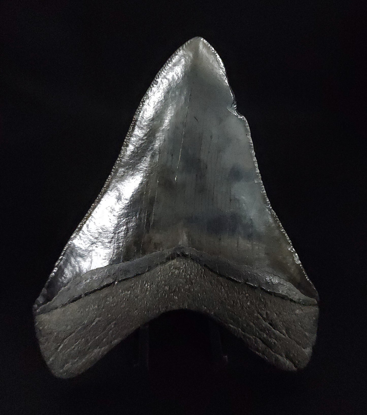 Authentic, 3.88" Fossil Megalodon Tooth - South Carolina