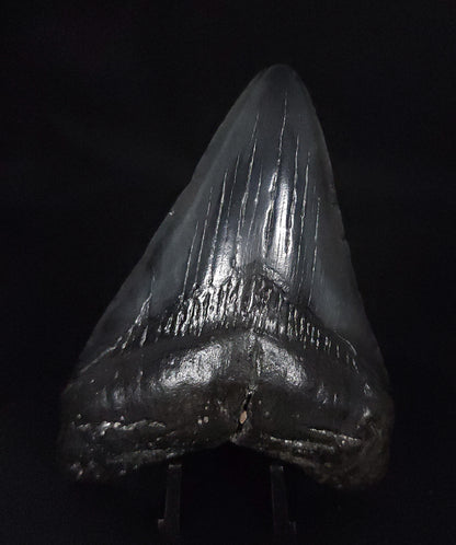 Authentic, 3.92" Fossil Megalodon Tooth - South Carolina