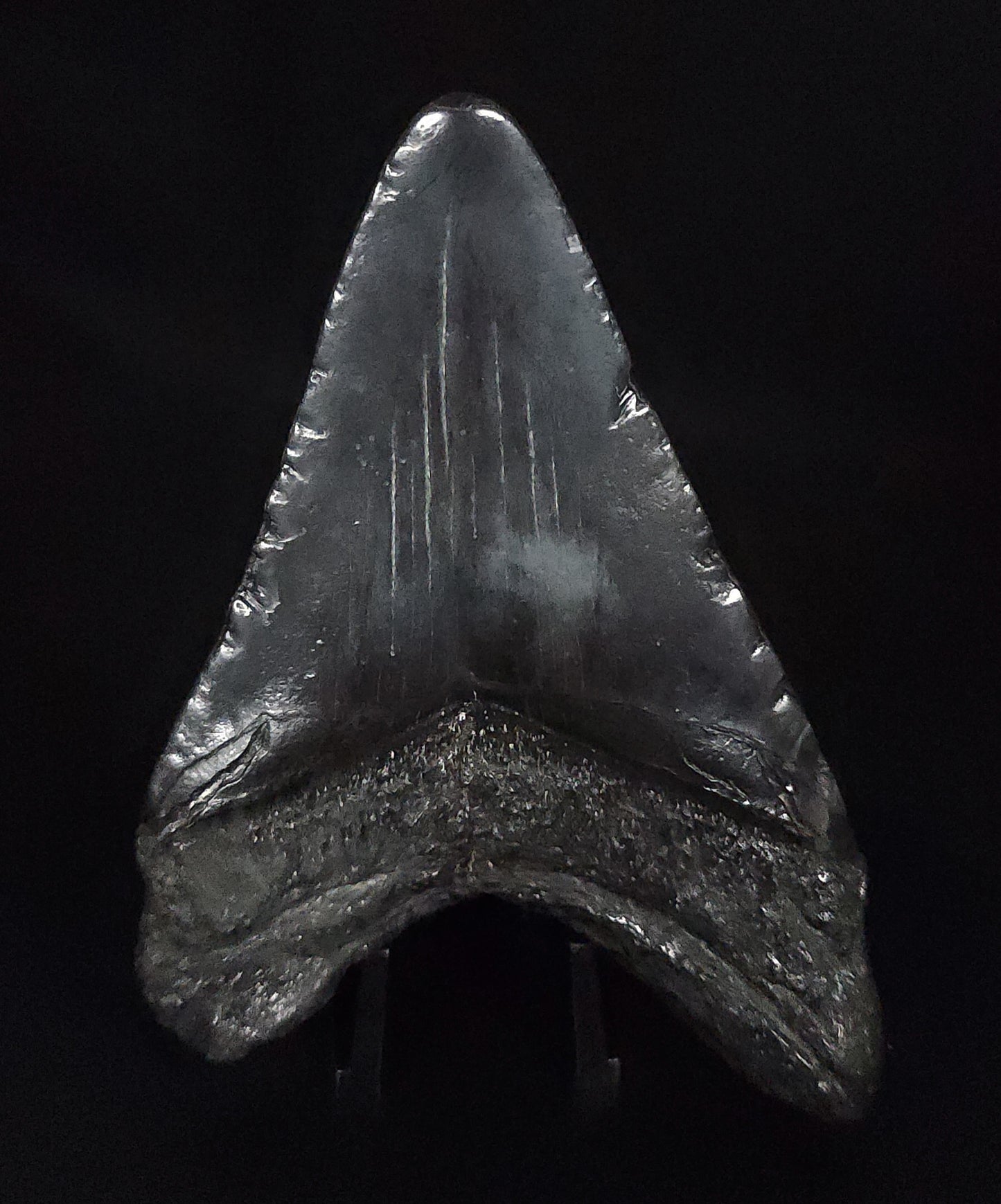 Authentic, 3.92" Fossil Megalodon Tooth - South Carolina