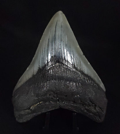 Authentic, 3.77" Fossil Megalodon Tooth - South Carolina