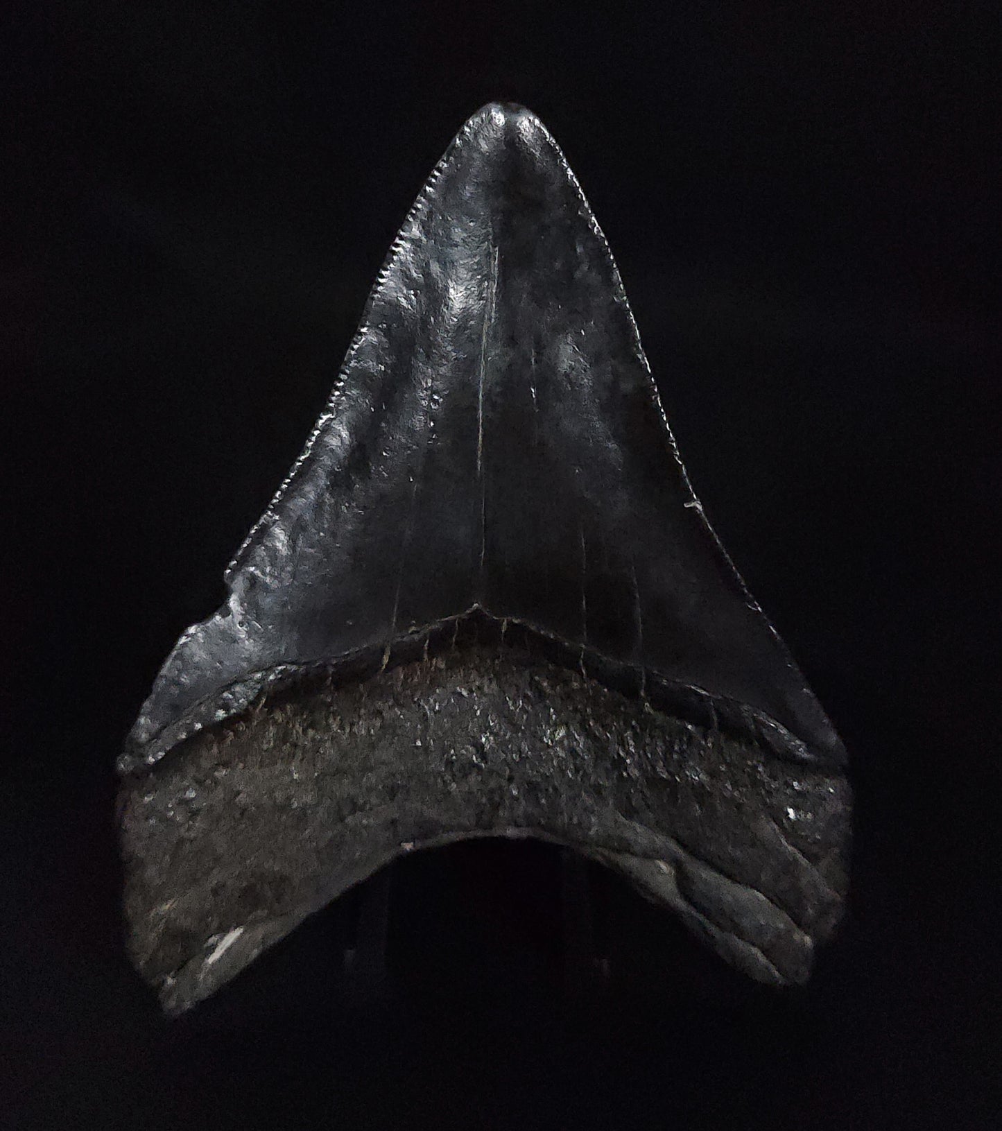 Authentic, 3.73" Fossil Megalodon Tooth - South Carolina