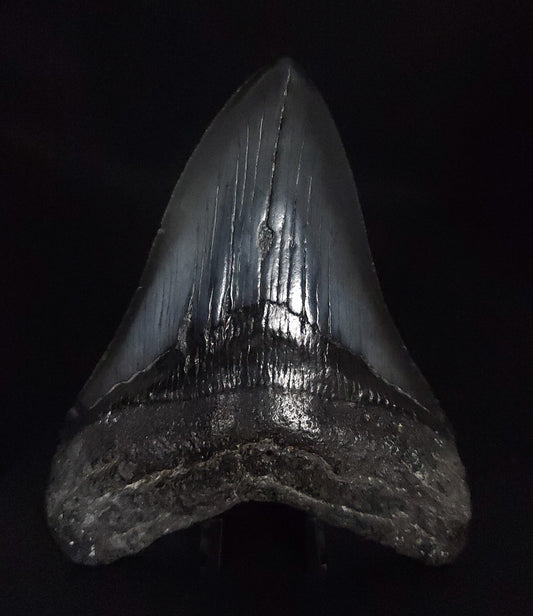 Authentic, 4.63" Fossil Megalodon Tooth - South Carolina