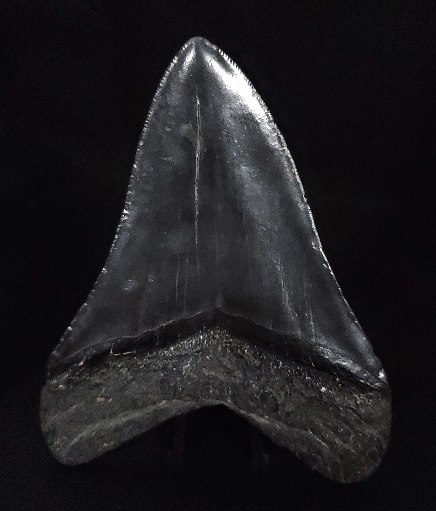 Authentic, 4.63" Fossil Megalodon Tooth - South Carolina