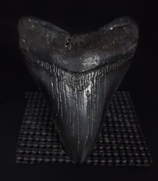 Authentic, 4.51" Fossil Megalodon Tooth - South Carolina