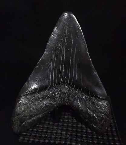 Authentic, 4.51" Fossil Megalodon Tooth - South Carolina