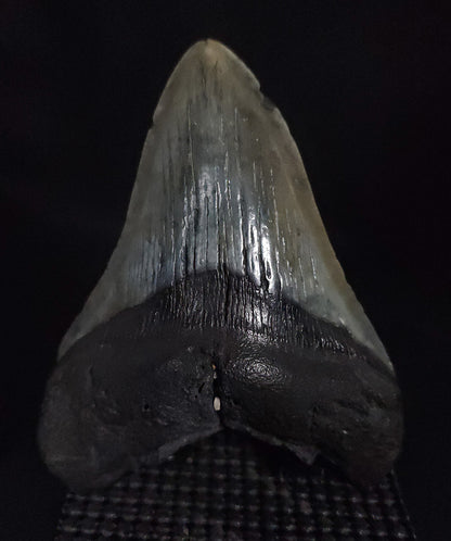 Authentic, 4.76" Fossil Megalodon Tooth - South Carolina