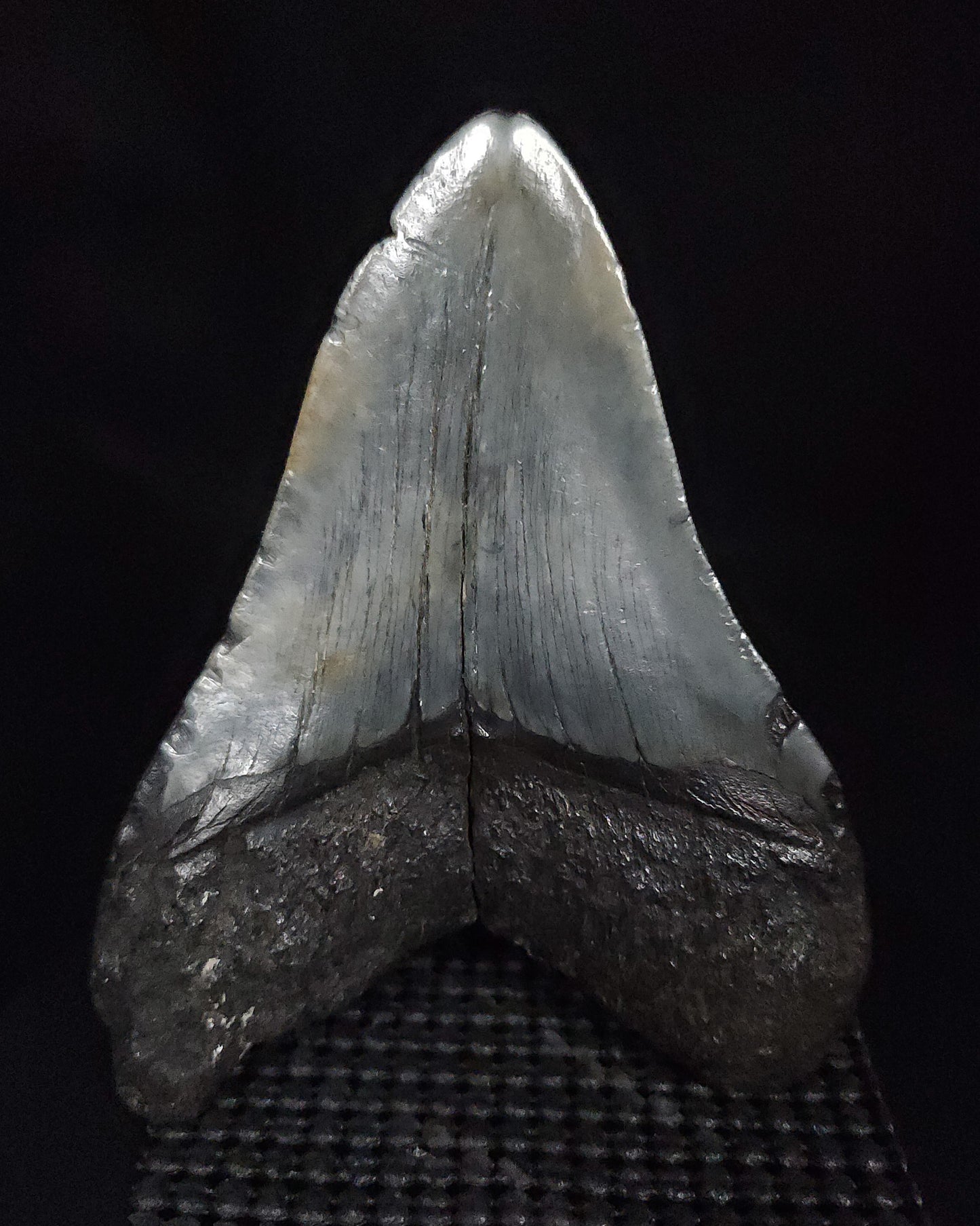 Authentic, 4.76" Fossil Megalodon Tooth - South Carolina