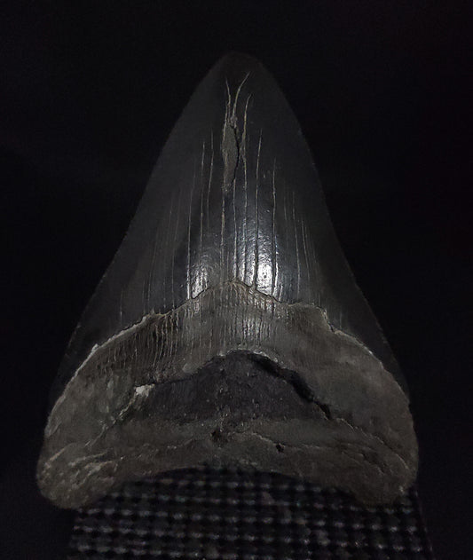 Authentic, 4.81" Fossil Megalodon Tooth - South Carolina