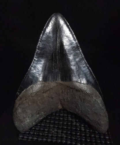 Authentic, 4.81" Fossil Megalodon Tooth - South Carolina