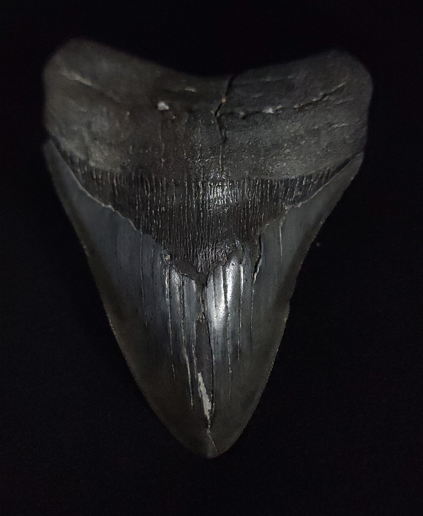 Authentic, 5.10" Fossil Megalodon Tooth - South Carolina