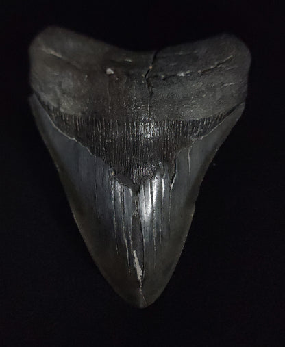 Authentic, 5.10" Fossil Megalodon Tooth - South Carolina