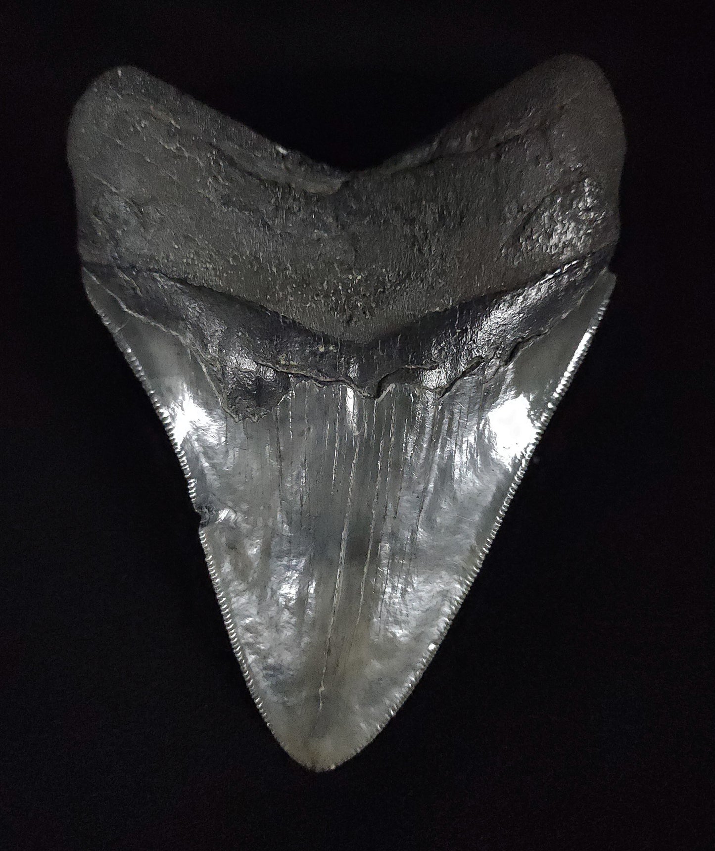 Authentic, 5.10" Fossil Megalodon Tooth - South Carolina