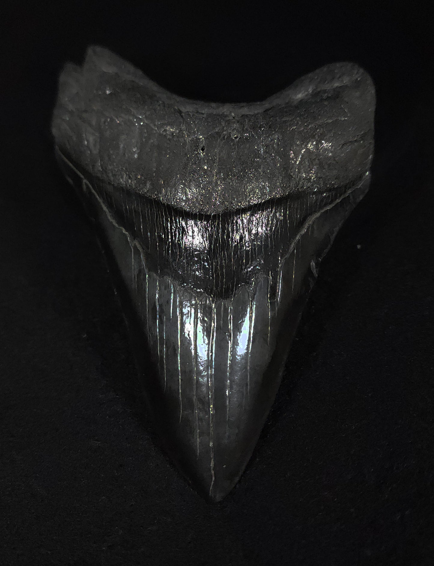 Authentic, 5.34" Fossil Megalodon Tooth - South Carolina