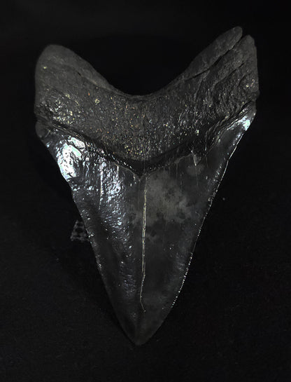 Authentic, 5.34" Fossil Megalodon Tooth - South Carolina