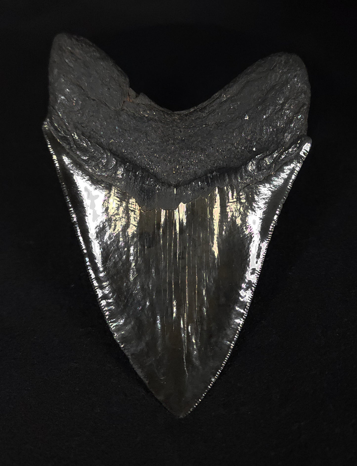 Authentic, 5.33" Fossil Megalodon Tooth - South Carolina