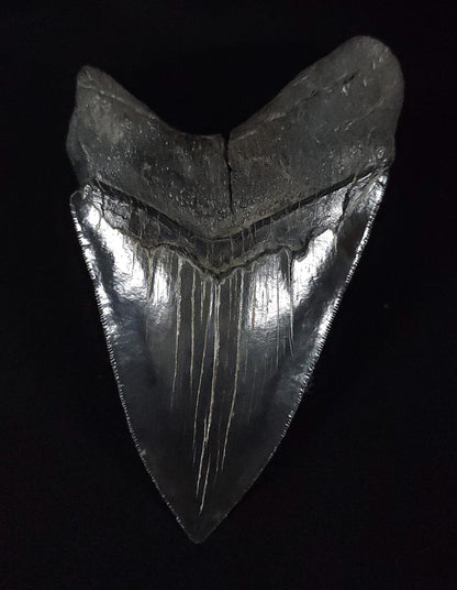 Authentic, 5.30" Fossil Megalodon Tooth - South Carolina