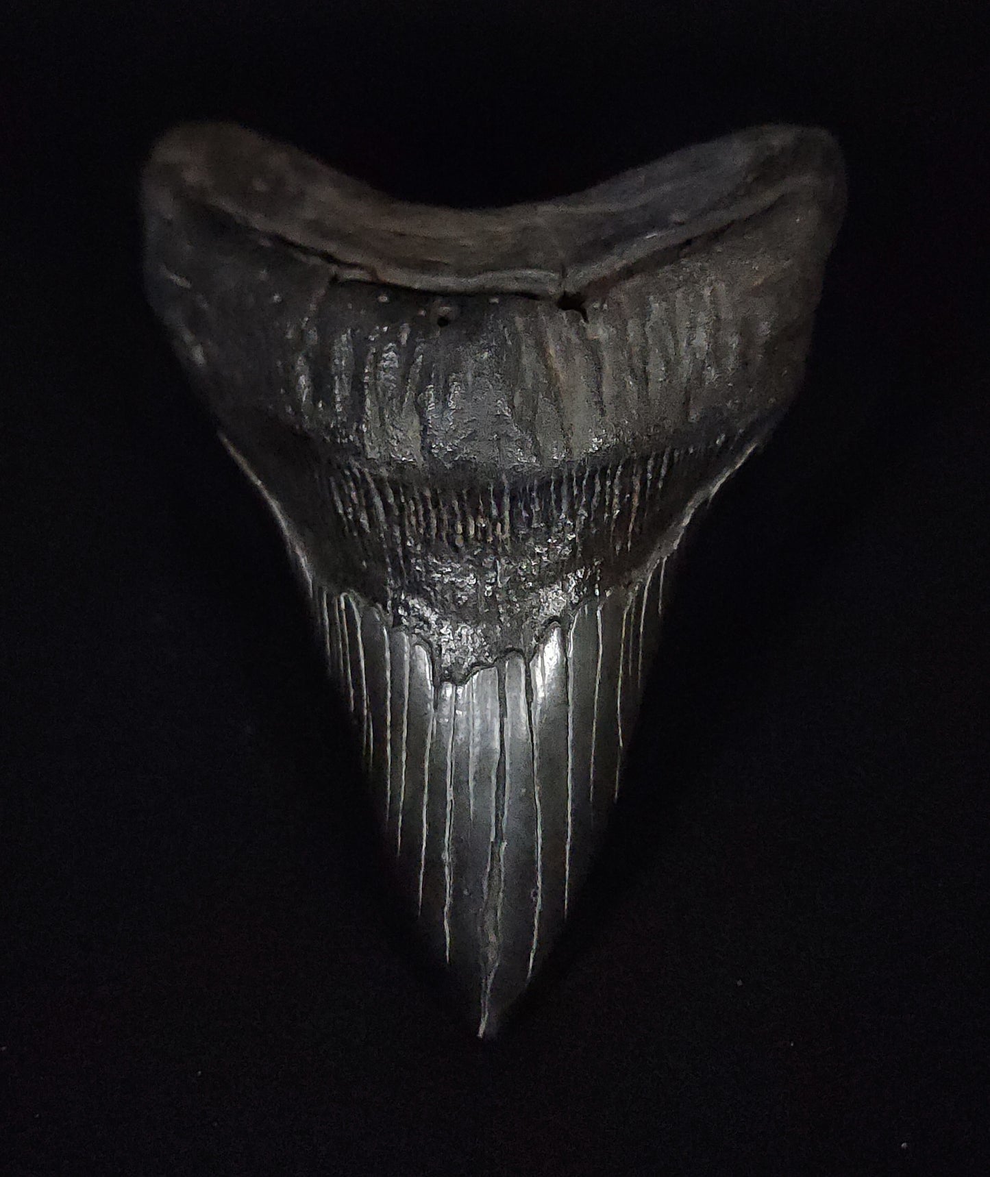 Authentic, 5.58" Fossil Megalodon Tooth - South Carolina