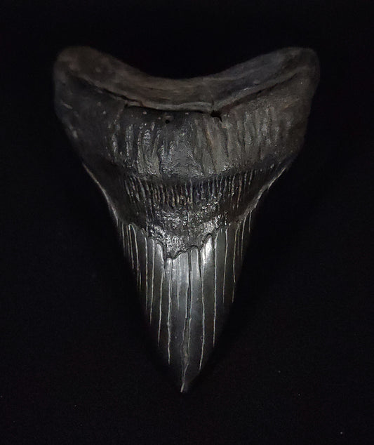 Authentic, 5.58" Fossil Megalodon Tooth - South Carolina