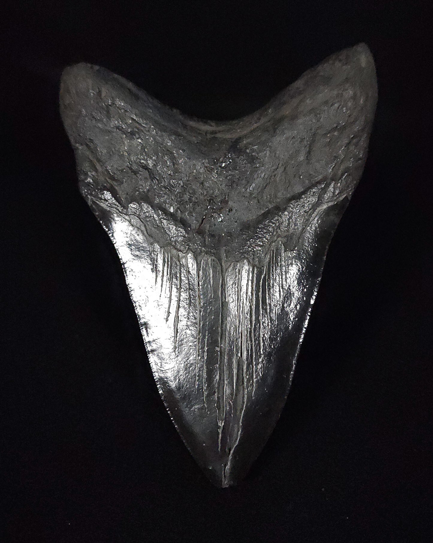 Authentic, 5.58" Fossil Megalodon Tooth - South Carolina