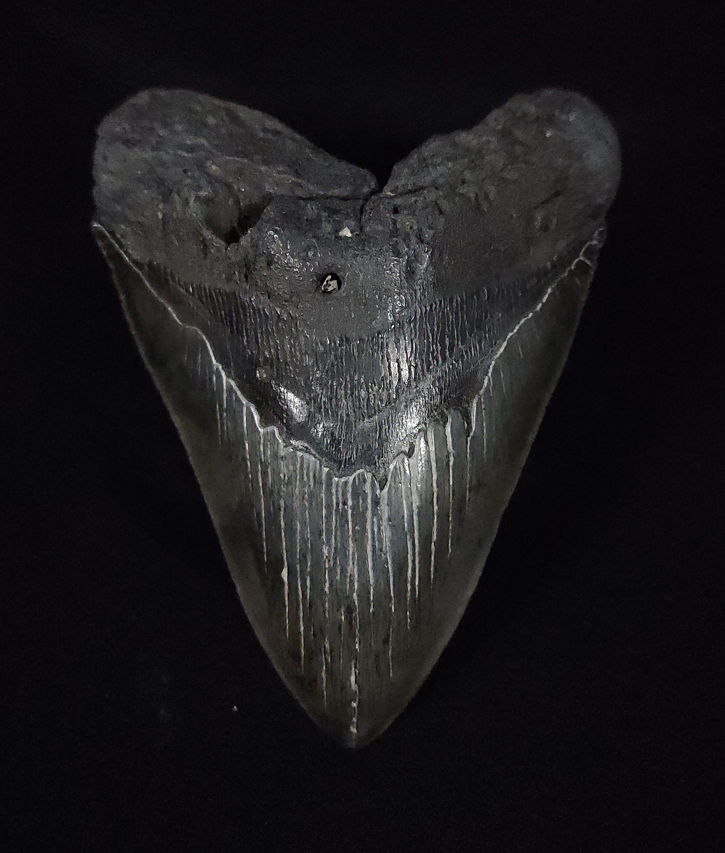 Authentic, 5.13" Fossil Megalodon Tooth - South Carolina