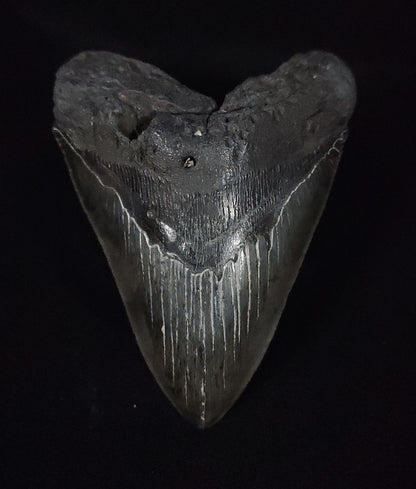 Authentic, 5.13" Fossil Megalodon Tooth - South Carolina