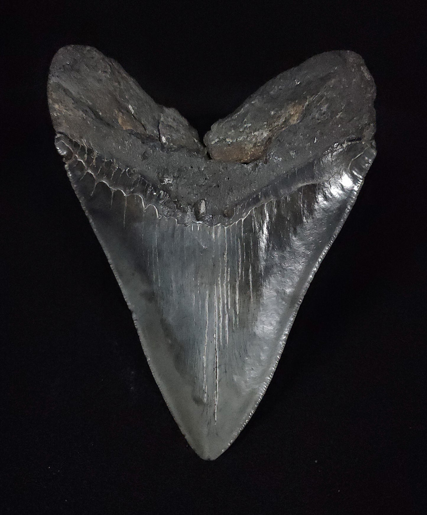 Authentic, 5.13" Fossil Megalodon Tooth - South Carolina