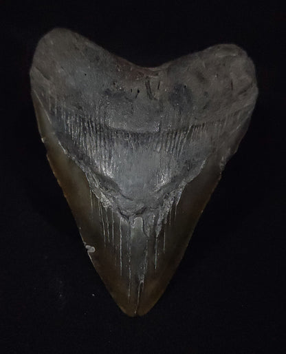 Authentic, 4.93" Fossil Megalodon Tooth - South Carolina