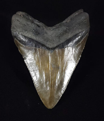 Authentic, 4.93" Fossil Megalodon Tooth - South Carolina