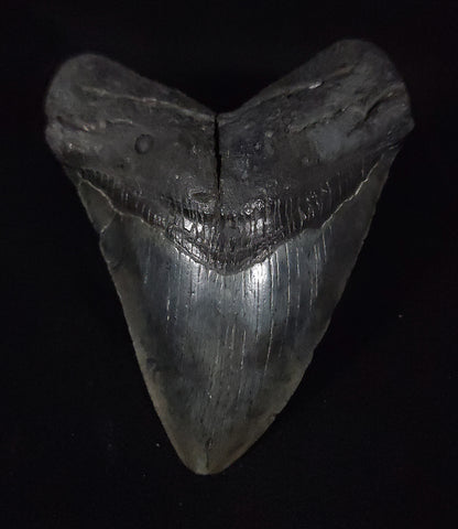 Authentic, 5.19" Fossil Megalodon Tooth - South Carolina