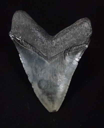 Authentic, 5.19" Fossil Megalodon Tooth - South Carolina