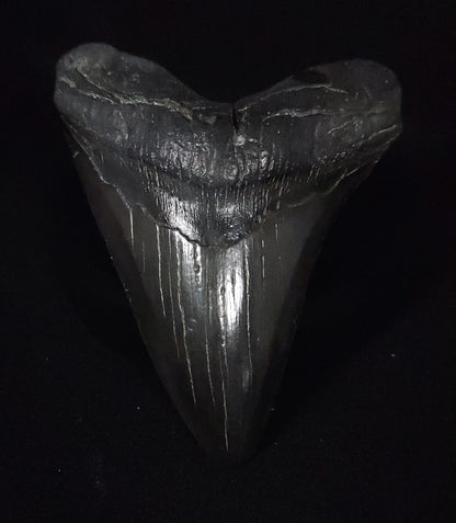 Authentic, 5.28" Fossil Megalodon Tooth - South Carolina