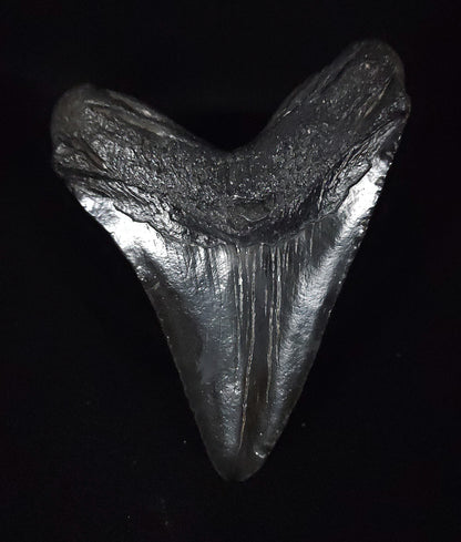 Authentic, 5.28" Fossil Megalodon Tooth - South Carolina