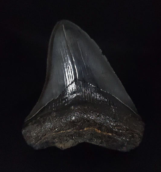 Authentic, 4.11" Fossil Megalodon Tooth - South Carolina