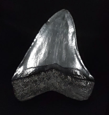 Authentic, 4.11" Fossil Megalodon Tooth - South Carolina