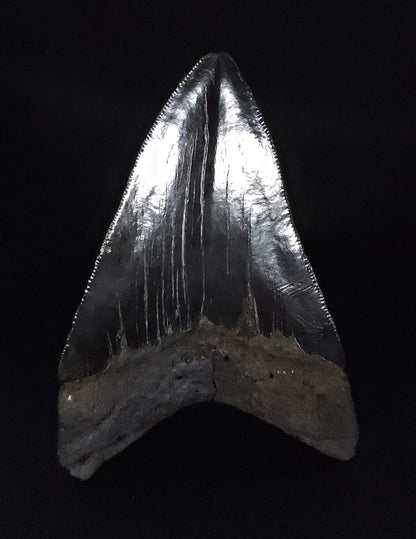 Authentic, 3.77" Fossil Megalodon Tooth - South Carolina