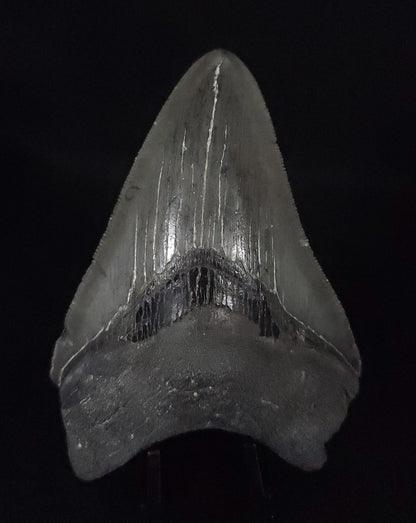 Authentic, 4.01" Fossil Megalodon Tooth - South Carolina