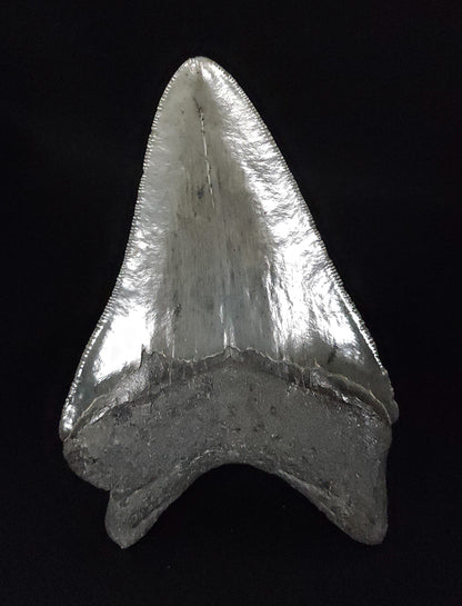 Authentic, 4.01" Fossil Megalodon Tooth - South Carolina