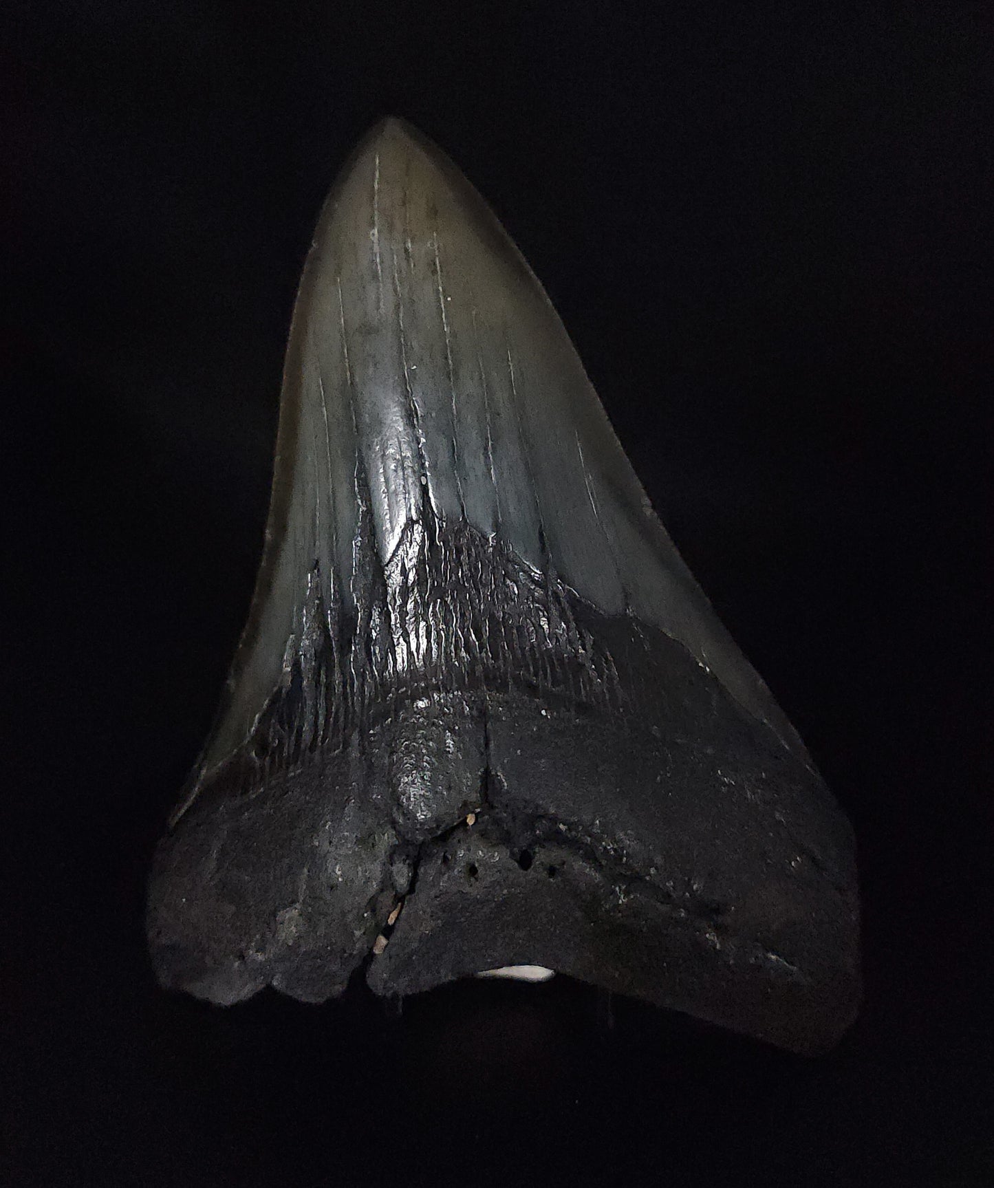 Authentic, 4.90" Fossil Megalodon Tooth - South Carolina