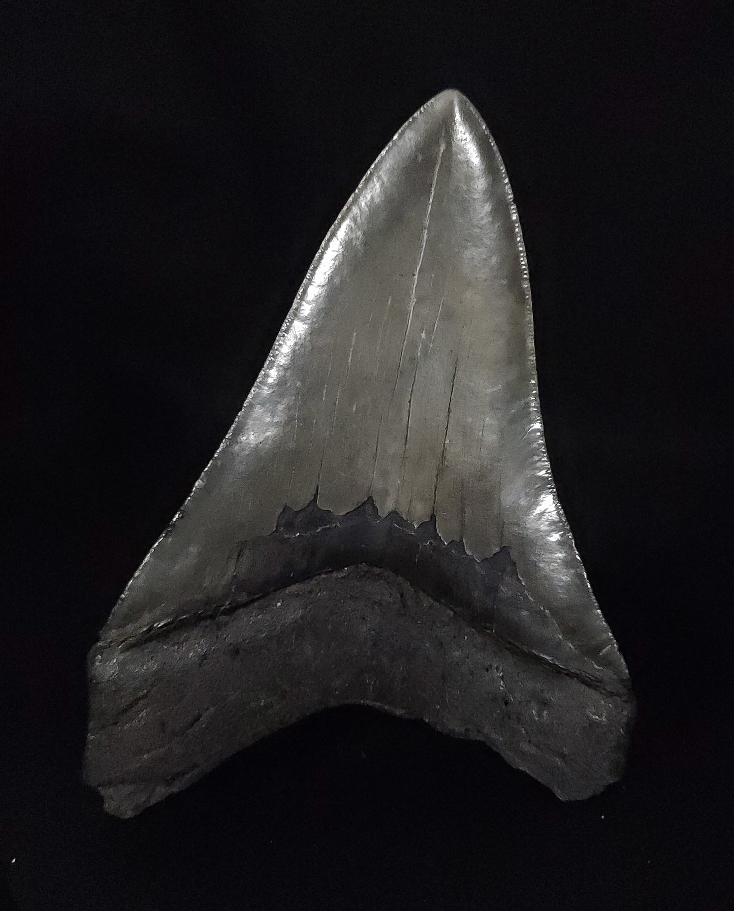 Authentic, 4.90" Fossil Megalodon Tooth - South Carolina