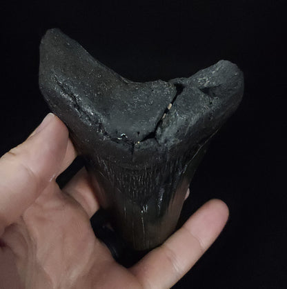 Authentic, 4.90" Fossil Megalodon Tooth - South Carolina