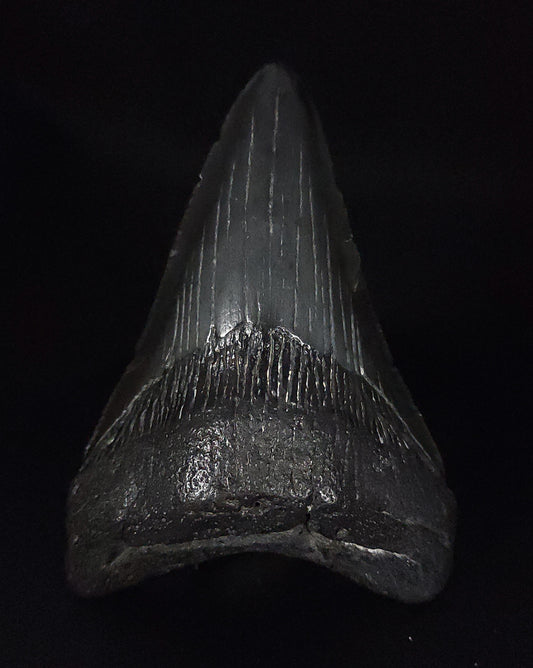 Authentic, 4.12" Fossil Megalodon Tooth - South Carolina