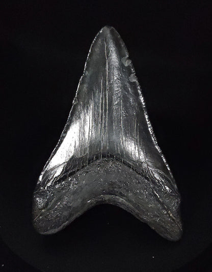 Authentic, 4.12" Fossil Megalodon Tooth - South Carolina