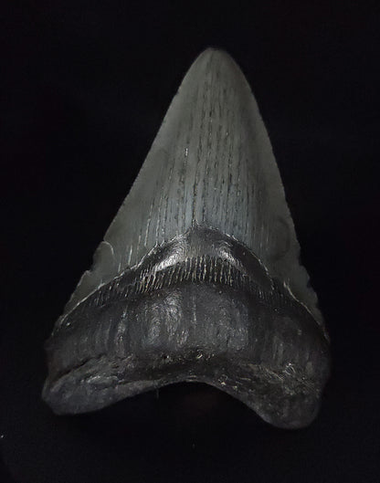 Authentic, 4.52" Fossil Megalodon Tooth - South Carolina