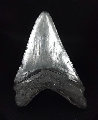 Authentic, 4.52" Fossil Megalodon Tooth - South Carolina